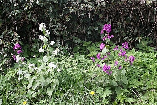 Foto 6x4 ehrlichkeit - foto,
