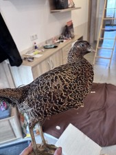 Tierpräparat Jagdfasan Henne