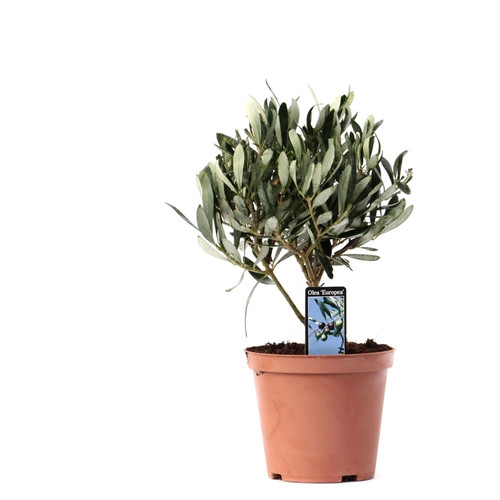 Olivenbaum olea europaea - olivenbaum,