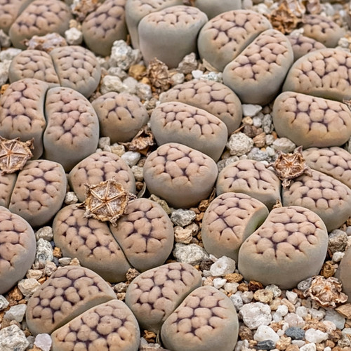 Lithops schwantesii seeds - schwantesii,
