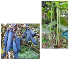 Samen Sparset Blaugurke und