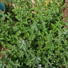 Echte Katzenminze 20.000 Samen