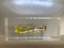 Echte große Gottesanbeterien