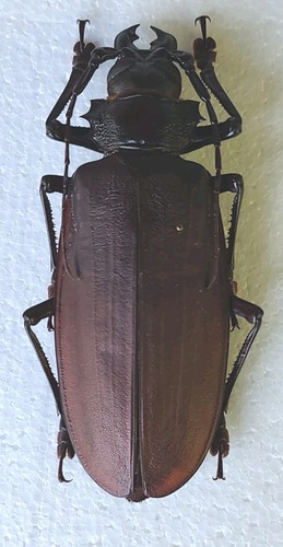 Titanus giganteus cerambycidae - titanus,