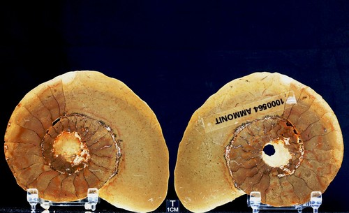 Ammonit gaeabionta nautilus - ammonit,, gaeabionta,nautilus