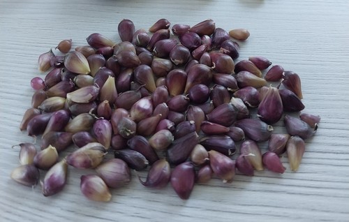 Knoblauch samen 100 stück - samen,