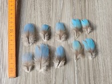 10 hellblaue Federn ? Papageienfeder Ara Vogelfeder Traumfänger blau 