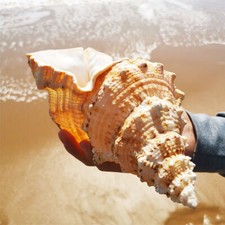 Fasciolaria Trapezium Gross