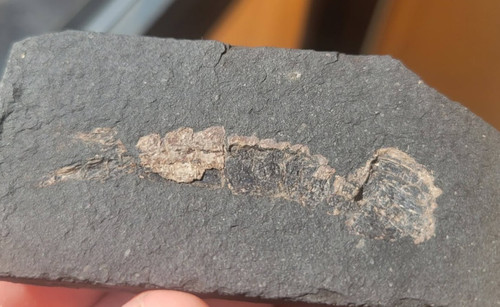 Extremely rare carboniferous - extremely,