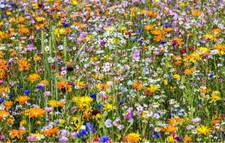 INSEKTENTREFF MIX Blumensamen Bienen Schmetterlinge Blumenwiese 10m² ??
