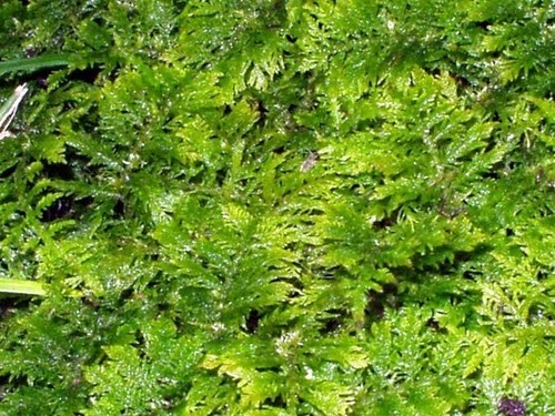 Fresh fern moss perfect - fern, for