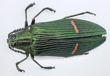 Buprestidae, Catoxantha