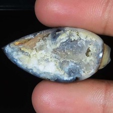 Natürlich Fossil Schnecke