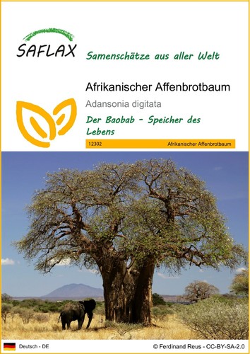 Saflax samen afrikanischer - -,