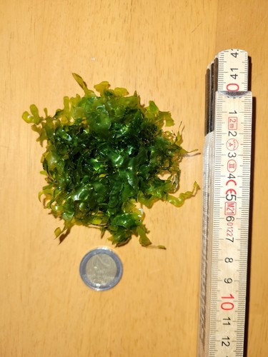 Süßwassertang lomariopsis - -, (lomariopsis