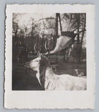 Deer Wild Antlers Albinism -