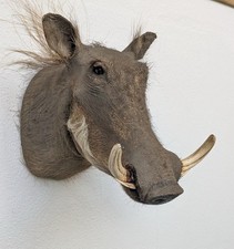 Warzenschwein Kopf Schulter Präparat Afrika