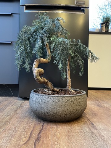 Bonsai zimmertanne araucaria - bonsai,