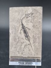 Baby Keichousaurus Drachen Dinosaurier Fossil Meeresreptil 