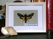 Totenkopfschwärmer -