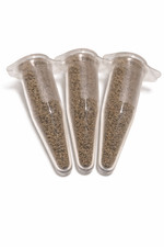 Feenkrebse Thailandensis 3x