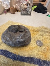 fossil