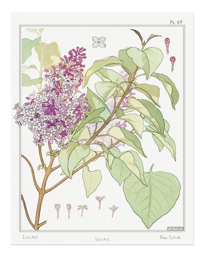 Flieder botanische wandkunst - flieder,