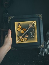 Danaus Plexippus MonarcH