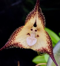 Dracula Species ´White Hairy Ghost´ kräftige Pflanze Orchidee Masdevallia