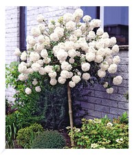 Schneeball-Stämmchen, 1 Pflanze Viburnum Eskimo auf Stamm