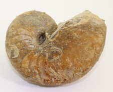 Nautilus, Cenoceras sp, Jura