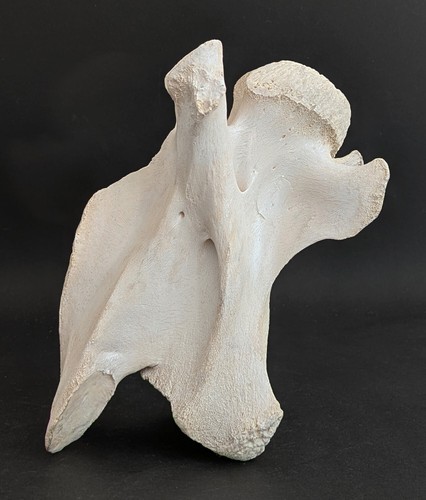 Giraffenhalswirbel mit cites - giraffenhalswirbel,