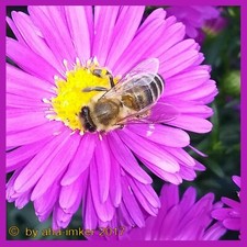 2,7- 7,2 kg Bienenfutter