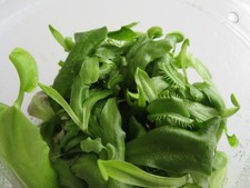 In-Vitro Dionaea muscipula -