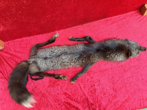 Schöne fuchs stola - , ganzes