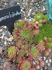 2x Kindel Sempervivum *