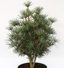 Japanische Zwerg Schirmtanne