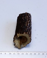 Teil einer echten Geweihstange