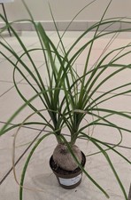 Elefantenfuss Nolina