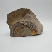 Ammonit Fossilien versteinert Nautilus 820g