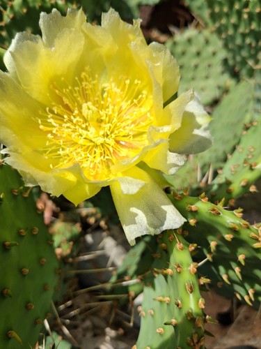 Opuntia polyacantha kaktus - opuntia,