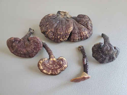 Reishi getrocknet ganzer pilz - getrocknet,