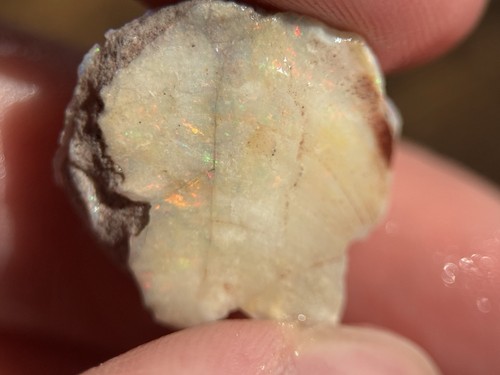 Coober pedy fossile - pedy,