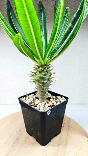 Pachypodium ambongense