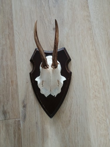 Rehgehörn trophäe rehbock - rehgehörn,