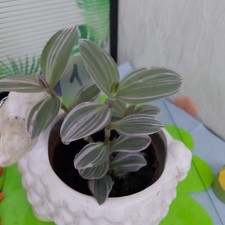 Tradescantia sweet sweetness - tradescantia,