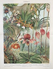 Originalgrafik Flora
