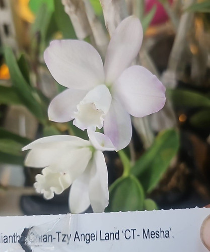 Mini orchidee cattleya - mini,
