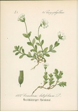 Chromolithographie 