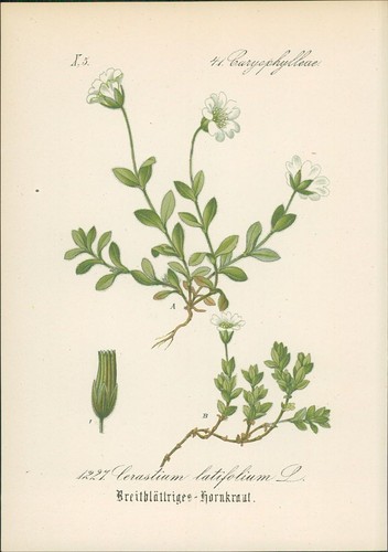 Chromolithographie - ,